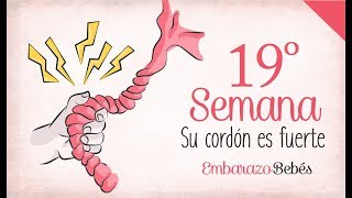 SEMANA 19 de Embarazo  5º Mes  Semana a semana [upl. by Enovahs]