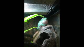 Dumpy Tree Frog Croaking rare video sighting [upl. by Merta]