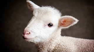 Funny and Cute Baby Lamb Videos Compilation  Cute Lambs  Cute Baby Sheep [upl. by Ffej213]