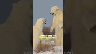 The Polar Bear Is Stronger Than you Think [upl. by Nima]