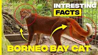 Unveiling the Mystery Fascinating Facts about the Bornean Bay Cat [upl. by Yrro]