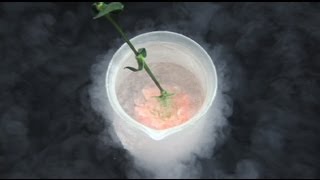 Liquid Nitrogen Experiments The Carnation [upl. by Analad260]