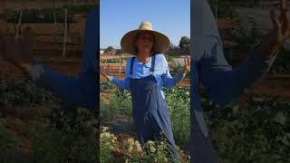 The difference that planting native milkweed makes [upl. by Katt630]