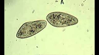 Binary fission in Paramecium [upl. by Stranger]