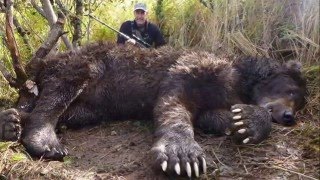 The Biggest Grizzly Bear Ever Killed In Alaska [upl. by Nodnart]