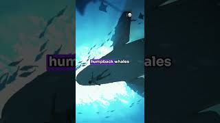 What Do You Think About Whales viralvideo facts animalcuriosities animalfacts wildlife [upl. by Ardekahs60]