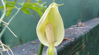 Arrowhead Plant Syngonium angustatum Flowers Unveiled [upl. by Niple]