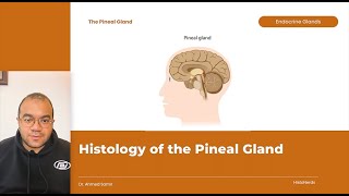 Histology of the Pineal Gland [upl. by Rosalie]