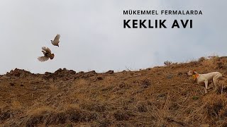 İngiliz Pointer Av Köpeği ile Mükemmel Fermalarda Keklik Avı🔥 Partridge hunting with English pointer [upl. by Cart]