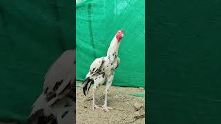 sandaseval videos  sandakoli valarppu  kattu seval shorts rooster aseel [upl. by Lletniuq]