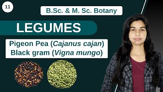 Economic Botany  LEGUMES  B Sc amp M Sc [upl. by Margaretta]