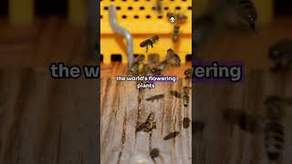 Bees viralvideo facts animalcuriosities animalfacts animals wildanimalfacts animalknowledge [upl. by Eivad225]