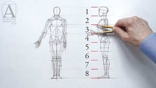 Human Figure Proportions  Anatomy Master Class [upl. by Saxon963]