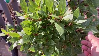 The secrets of Growing a Bay Leaf tree in your garden [upl. by Oiracam]