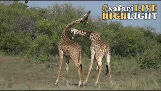 Giraffe Dominance Battle [upl. by Nnylyrehc]