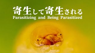 寄生植物アメリカネナシカズラに寄生する虫【マダラケシツブゾウムシ】 [upl. by Feriga555]