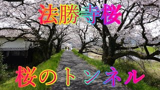 春の散策 4月6日 土曜 晴れ 桜を愛でる 法勝寺桜 桜のトンネル 日本 鳥取県西伯郡南部町倭 西伯病院 WalkingYoshi [upl. by Ellesig]