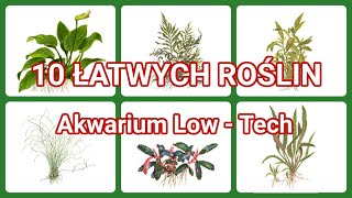 10 ŁATWYCH ROŚLIN do Akwarium Low  Tech [upl. by Warms]