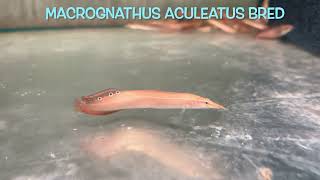 Macrognathus aculeatus bred [upl. by Redan865]