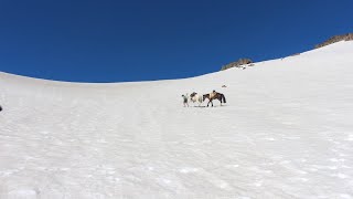 Día 8 y 9 terminando el ARREO 2023 cruzando por las cordilleras andinas de el MELADO 🇨🇱🏔️ [upl. by Cassius]