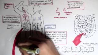 Mucosal Immunity Overview [upl. by Yenterb]