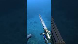 BARRACUDA spearfishingphilipines spearfishingph spearfishinginternational bantonromblon [upl. by Enirehtacyram]