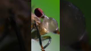 BizzareLooking Eyes of StalkEyed Fly [upl. by Weinstock]