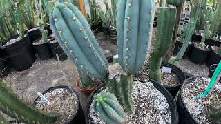 Eastern Star CactusThe tricho Blues Again columnar cactus blue variations easternstarcactuscom [upl. by Riella]