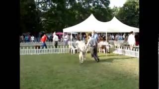 Czechoslovakian Wolfdog Sibir at Black Sea Winner 2013 [upl. by Ahola]