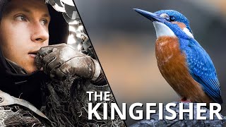 How I photograph KINGFISHERS  Wildlife Photography [upl. by Anoli]