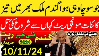 Big گندم میں اچانک اضافہ Wheat price in punjabگندم کا ریٹ 2024 makki till sarsoGallasuper munji [upl. by Sellma]