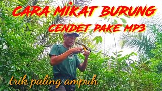 cara mikat burung cendetpentet cuma pake mp3 toet toet di jamin mantul [upl. by Reppiks]