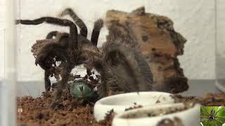 Curly Hair Tarantula Cleaning Up His Habitat Tliltocatl Albopilosus [upl. by Adniroc613]