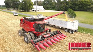 BampM Farms Case IH 8250 Combine Corn Harvest [upl. by Nomi]