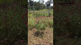 Zinnia Varieties MixColour  Marigold Orange Ball natureplants garden [upl. by Silra]