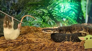 Wild Water Moccasin Takes Down Mouse in Lightning Fast Attack [upl. by Nerhe895]