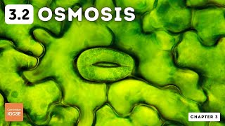 IGCSE Biology  Osmosis 32 [upl. by Naasar]