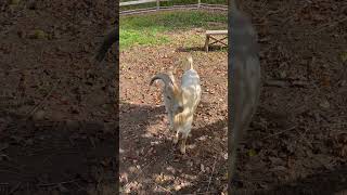 Lips are moving goatlife goat funny animals nature subscribe trending viralshort lips [upl. by Lucienne]