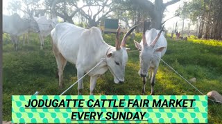 jodugatte cattle fair market every sunday AGRIANIMALS [upl. by Ashia445]