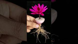 It is very easy to make saplings by cutting Shapla flowers [upl. by Oidualc]