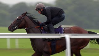 Frankel and his final season Newmarket racecourse gallop [upl. by Arracahs]