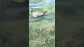 Do cownose ray mudd clouds attract fish texas flyfishing fish [upl. by Euqenimod]