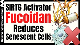 Fucoidan Reduces Senescent Cells Effectively vs Rapamycin Quercetin amp Dasatinib [upl. by Trever]