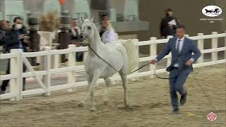 N289 NAJEM SUHAIL ALRAYAH  Kuwait Egyptian Event 2022  Stallions 7 Years Old Class 10 [upl. by Shandee]