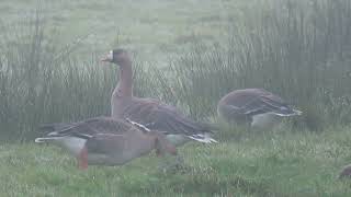 Greater Whitefronted Goose Anser albifrons Kolgans Strijen ZH the Netherlands 4 Nov 2024 44 [upl. by Lauhsoj]