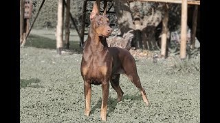 El Dobermann [upl. by Nocaj966]