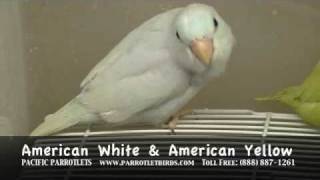 Pacific Parrotlet Breeder  Talking Parrotlets For Sale [upl. by Heda]