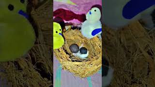 Bird Nest👍🏼youtube nest birdnest birfnestwithnariyal shorts craft birds [upl. by Naugal]