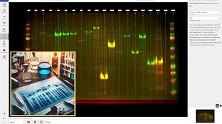 How to Perform Total Protein Normalization for Western Blot Protein Analysis with Phoretix 1D [upl. by Wedurn978]