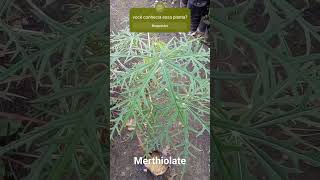 Merthiolate planta medicinal [upl. by Eceinert169]